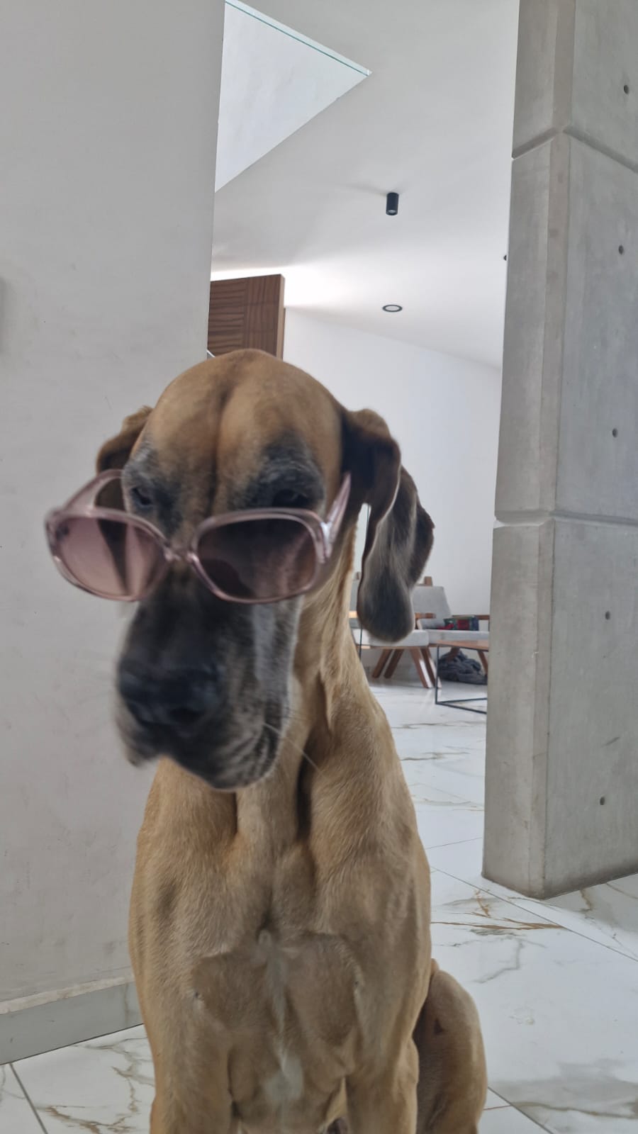 perro